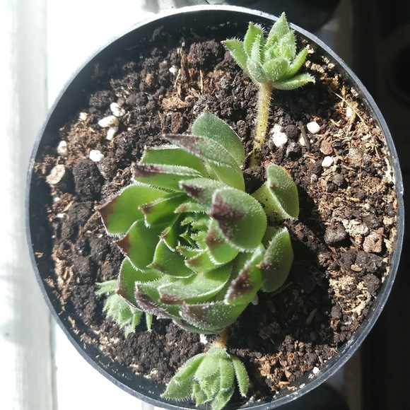 homegarden